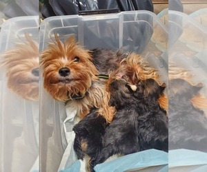 Father of the Yorkshire Terrier puppies born on 09/17/2019