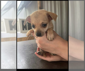 Chihuahua Puppy for sale in FAYETTEVILLE, NC, USA