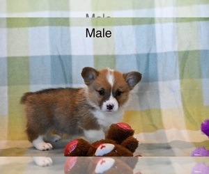 Pembroke Welsh Corgi Puppy for sale in GUTHRIE, KY, USA