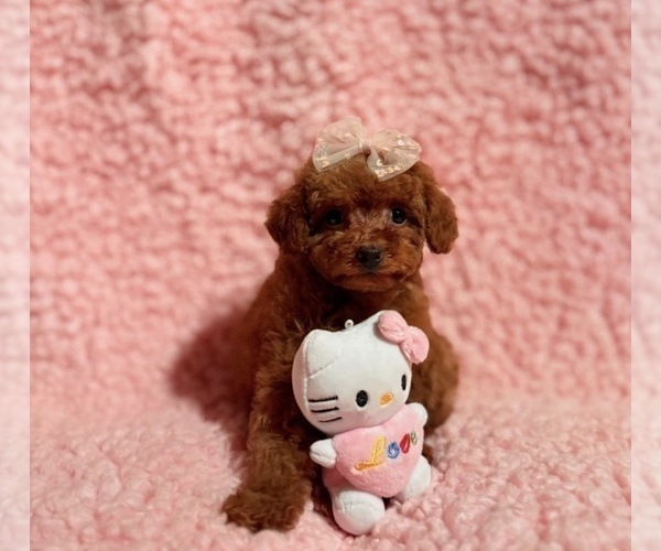 Medium Photo #6 Poodle (Toy) Puppy For Sale in REDLANDS, CA, USA