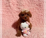 Small #5 Poodle (Toy)