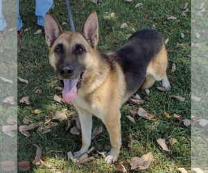 German Shepherd Dog Dogs for adoption in LOGANVILLE, GA, USA