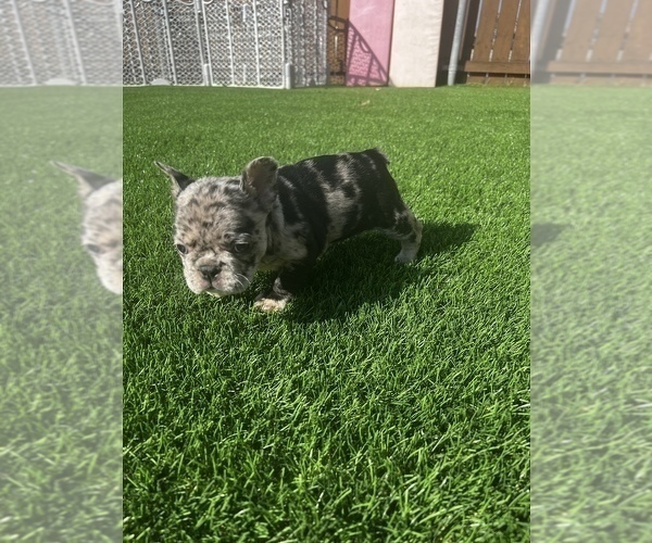 Medium Photo #7 French Bulldog Puppy For Sale in SAN DIEGO, CA, USA