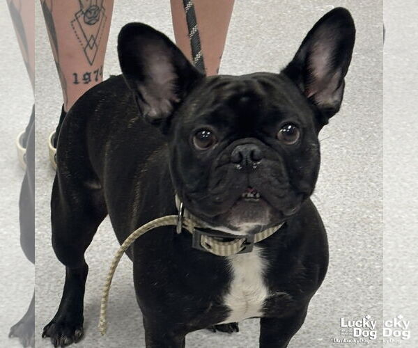 Medium Photo #2 French Bulldog-Unknown Mix Puppy For Sale in Washington, DC, USA