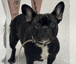 Small #1 French Bulldog Mix