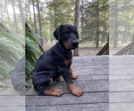 Small #11 Doberman Pinscher