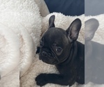 Small Photo #6 French Bulldog Puppy For Sale in CLEVELAND, NC, USA