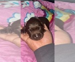 Small Photo #15 Labrador Retriever Puppy For Sale in CORAL SPRINGS, FL, USA