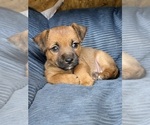 Puppy Ann Jack Russell Terrier