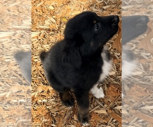 F2 Aussiedoodle Puppy for sale in ONAWAY, MI, USA