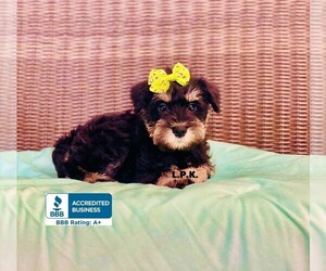 Schnauzer (Miniature) Puppy for sale in WINNSBORO, LA, USA