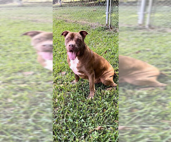 Medium Photo #10 American Pit Bull Terrier Puppy For Sale in Weston, FL, USA