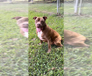 Brady - Male American Pit Bull Terrier Dog for Adoption - Photo #10