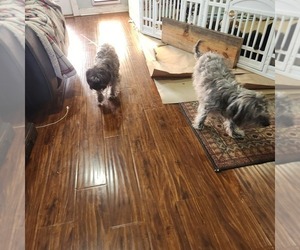 Mother of the Shorkie Tzu-Zuchon Mix puppies born on 11/14/2025