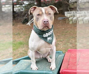 American Staffordshire Terrier-Unknown Mix Dogs for adoption in Spring Lake, NJ, USA