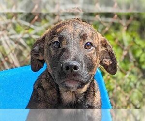 Labrador Retriever-Mountain Cur Mix Dogs for adoption in Anniston, AL, USA