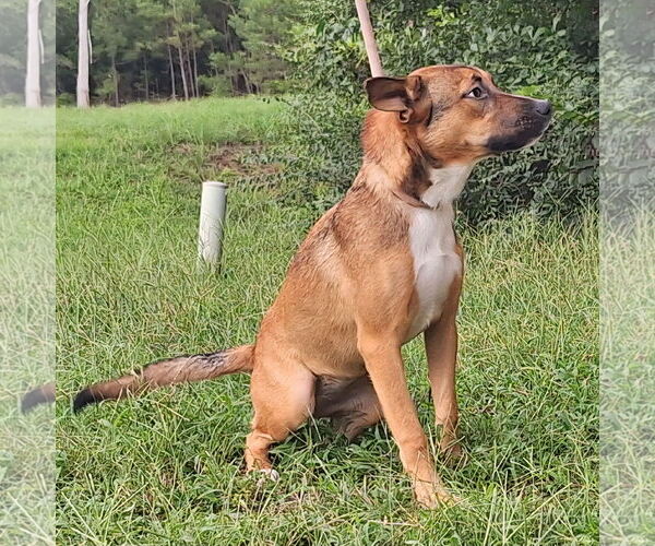 Medium Photo #2 Labrador Retriever-Unknown Mix Puppy For Sale in Wetumpka, AL, USA