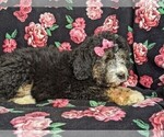Small Photo #2 Bernedoodle Puppy For Sale in NOTTINGHAM, PA, USA