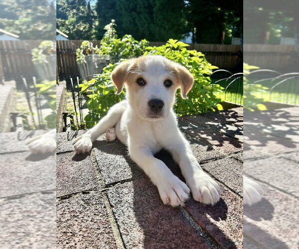 Medium Photo #7 Great Pyrenees-Unknown Mix Puppy For Sale in Brewster, NY, USA