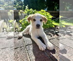 Small #6 Great Pyrenees Mix