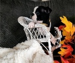 Small Photo #2 Boston Terrier Puppy For Sale in LEXINGTON, IN, USA