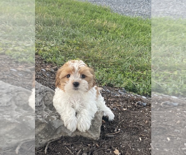 Medium Photo #5 Havanese Puppy For Sale in CANOGA, NY, USA