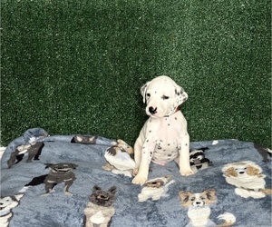 Medium Dalmatian