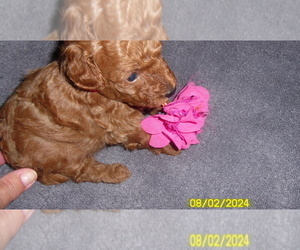 Poodle (Toy) Puppy for sale in DULUTH, GA, USA