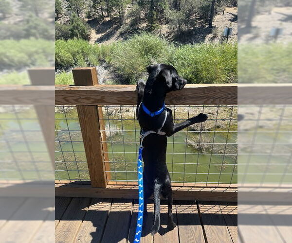 Medium Photo #2 Labrador Retriever-Unknown Mix Puppy For Sale in Woodland Hills, CA, USA