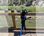 Small #1 Labrador Retriever Mix