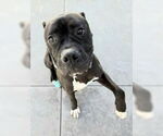 Small #19 American Staffordshire Terrier-Boxer Mix