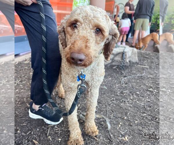 Medium Photo #8 Mutt Puppy For Sale in Washington, DC, USA