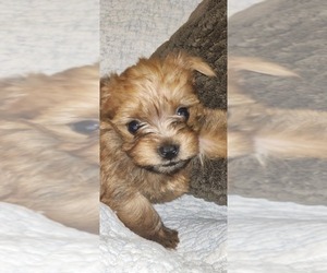 Yorkshire Terrier Puppy for Sale in WOODSTOCK, Georgia USA