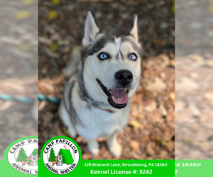 Alaskan Klee Kai Dogs for adoption in Stroudsburg, PA, USA