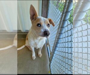 Ginger - Female Mutt Dog for Adoption - Photo #4