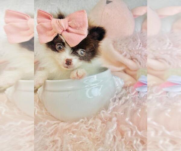 Medium Photo #3 Pomeranian Puppy For Sale in PALM BEACH, FL, USA