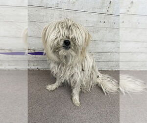 Maltese Dogs for adoption in San Bernardino, CA, USA