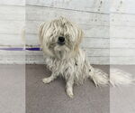 Small Maltese