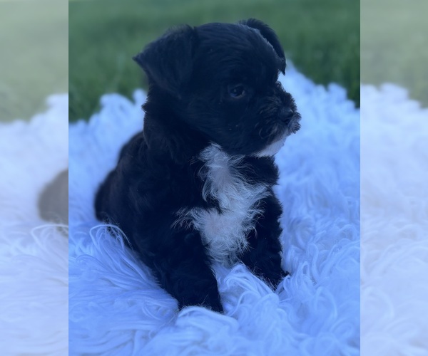 Medium Photo #3 Morkie Puppy For Sale in ROCK STREAM, NY, USA
