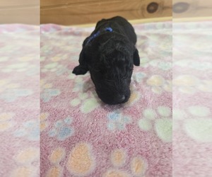 Poodle (Standard) Puppy for sale in WILLIAMSTOWN, KY, USA