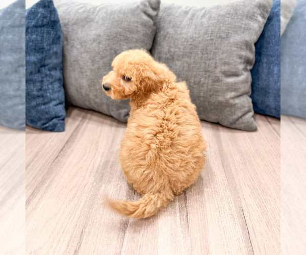 Medium Photo #30 Miniature Labradoodle Puppy For Sale in MILLERSBURG, OH, USA