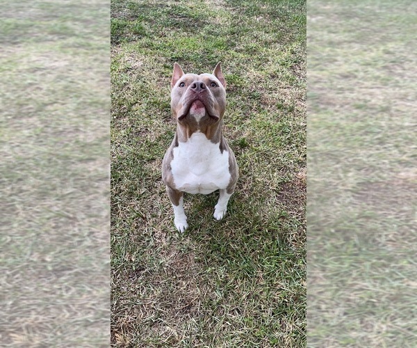 Medium Photo #1 American Bully Puppy For Sale in PALM COAST, FL, USA