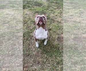 Father of the American Bully puppies born on 11/26/2025