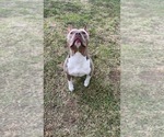 Small Photo #1 American Bully Puppy For Sale in PALM COAST, FL, USA