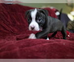 Small #6 Mutt