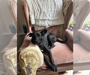 Chihuahua-Collie Mix Dogs for adoption in Virginia Beach, VA, USA