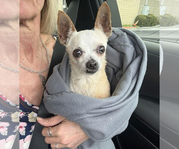 Medium Photo #6 Chihuahua Puppy For Sale in Boonton, NJ, USA