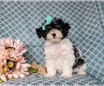 Small Photo #5 Poodle (Miniature) Puppy For Sale in RISING SUN, MD, USA