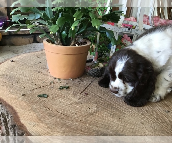 Medium Photo #1 Cocker Spaniel Puppy For Sale in CROSS TIMBERS, MO, USA
