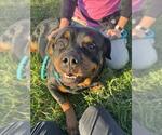 *FRANNY - Female Rottweiler Dog for Adoption - Small photo